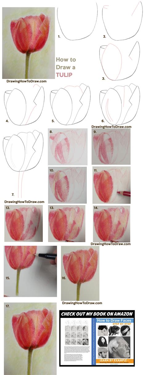 How to Draw Tulips with Colored Pencils Easy Step by Step Drawing ...