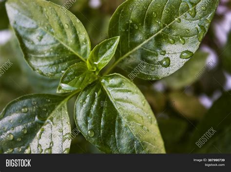 Fresh Basil Leaves. Image & Photo (Free Trial) | Bigstock