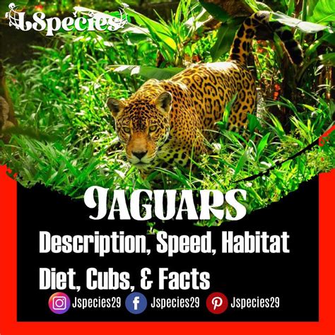 Jaguar |Description, Diet, Speed, Habitat, Cubs & Facts