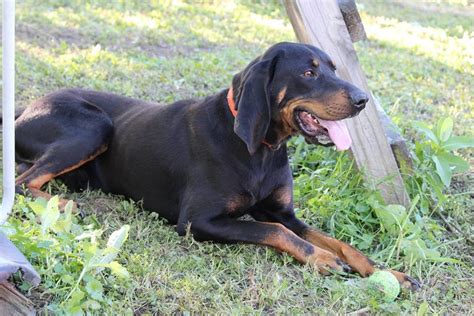 Black and Tan Coonhound Breed Guide - Learn about the Black and Tan ...