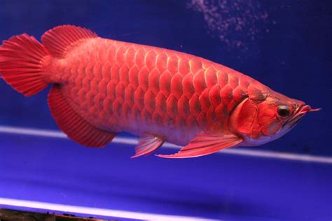 Nature Lover: Asian Arowana