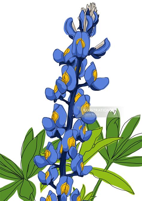 Texas Bluebonnet, flower | Illustration by Claire Rollet