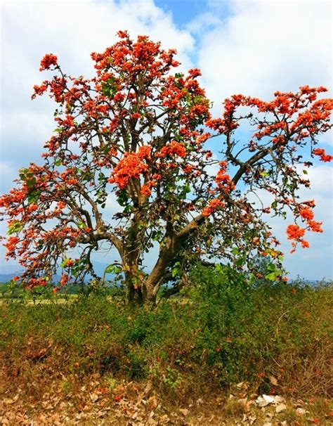 Growing Palash Tree | How to Grow Tesu Ke Phool