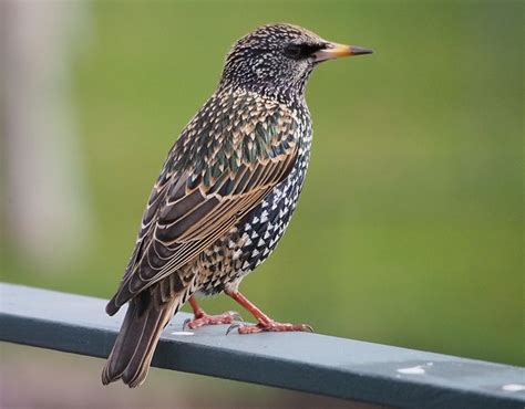 Female Starling Bird