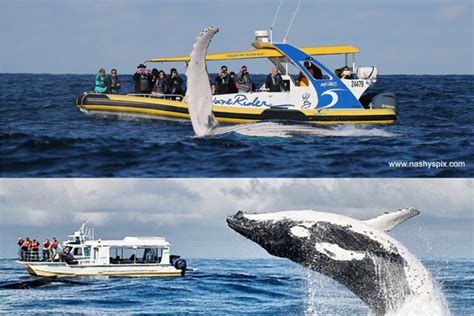 Top Whale Watching Opportunities: Tours and our favourite vantage points in Port Macquarie