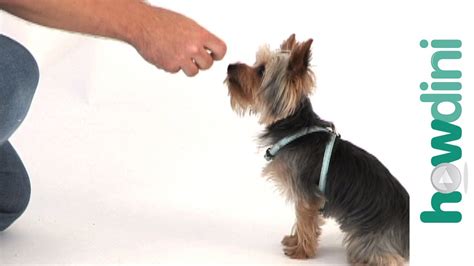 Dog Training Tips: How To Train A Puppy To Sit - YouTube