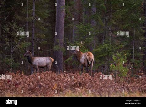 Elk in Clam Lake, Wisconsin Stock Photo - Alamy