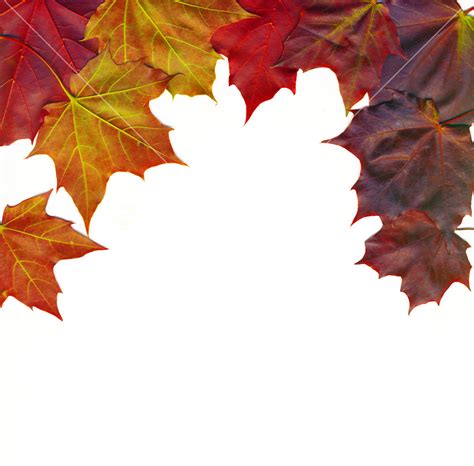 Red Autumn Leaves Isolated On White Royalty-Free Stock Image - Storyblocks