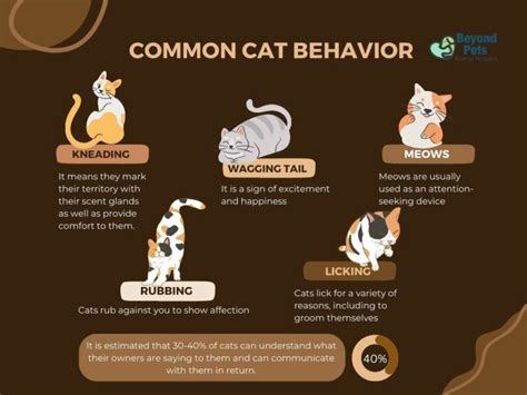 11 Strange Cat Behaviors Finally Explained