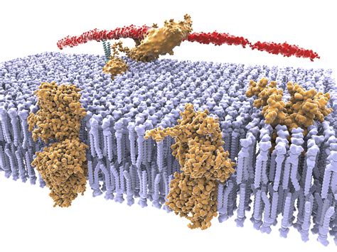 Function, Structure, and Composition of the Cell Membrane | Cell ...