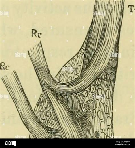 Laryngeal nerve hi-res stock photography and images - Alamy