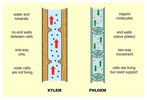 Basic Botany: Xylem and Phloem - Laidback Gardener