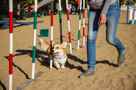 4 Common Dog Agility Course Obstacles - Blog | PlexiDor