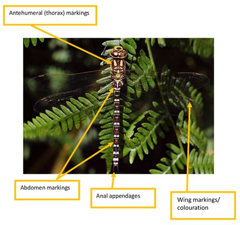 Identification Help - British Dragonfly Society