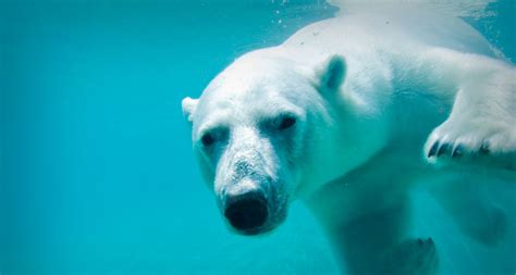 Polar bears swim for days as sea ice retreats