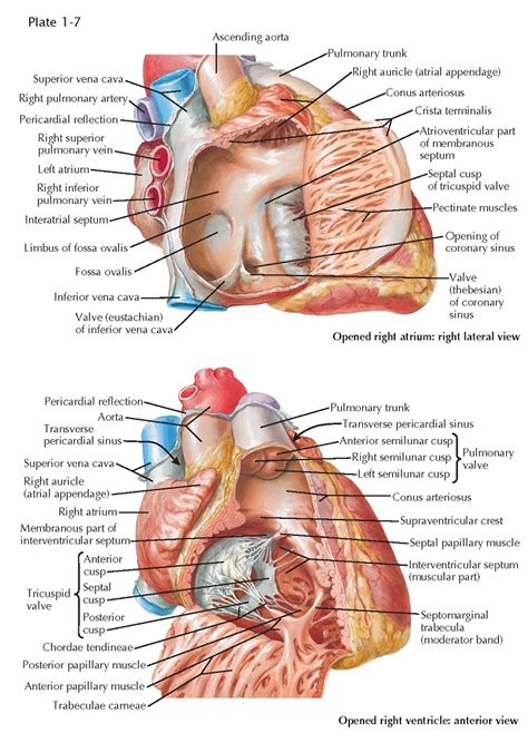 Atria and Ventricles - pediagenosis