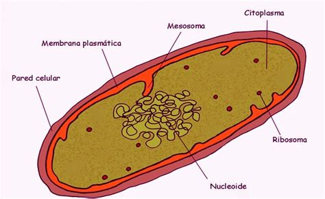 Celula Procariota Bacteria Con Su Estructura Interna Y Externa 2020 ...