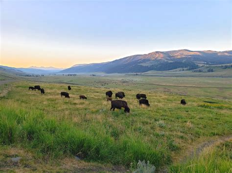 The Best Places to See Wildlife in Yellowstone