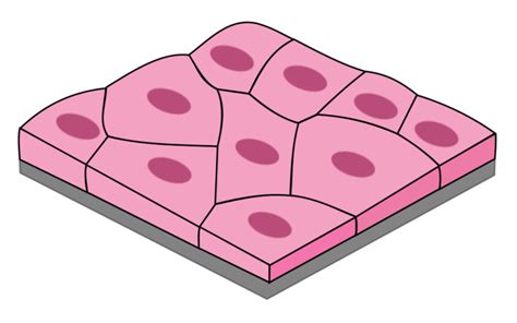 Difference Between Simple Squamous and Simple Cuboidal | Compare the Difference Between Similar ...