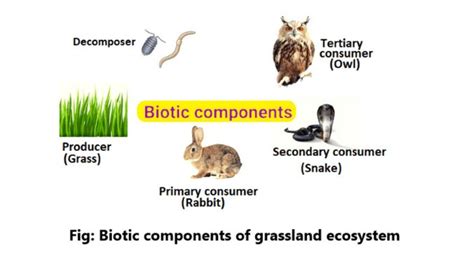 Biotic components of Grassland ecosystem - Science Query