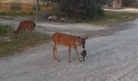 Video: Deer Has a Hard Time Eating a Bird | OutdoorHub