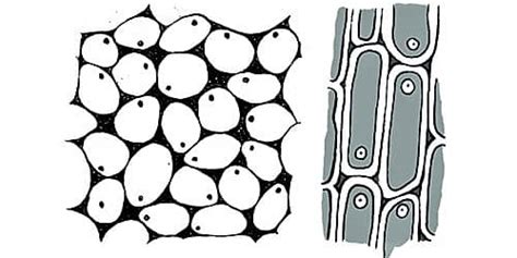 Structure and Function of Collenchyma Tissue - QS Study