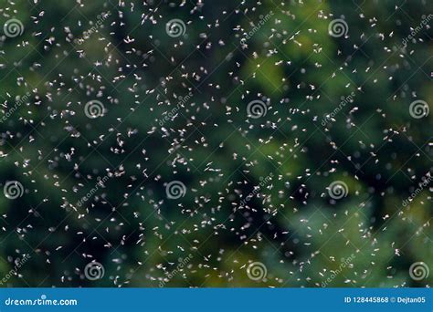 Swarm Of Flies Royalty-Free Stock Image | CartoonDealer.com #48716836