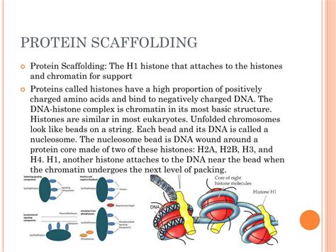 Scaffold protein assembly - stamplomi