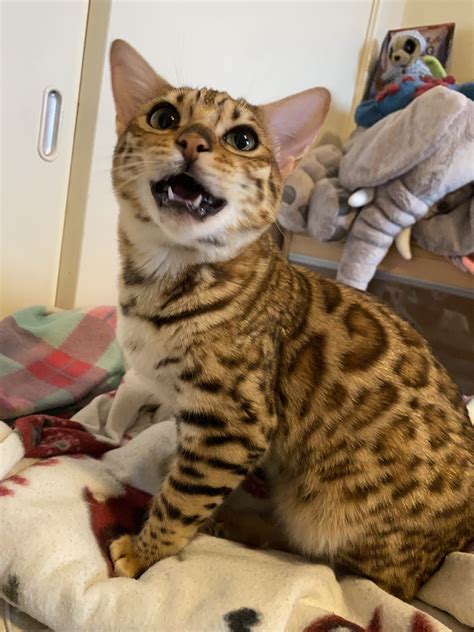 Randingo, my bengal Maine coon mix 😍 : bengalcats