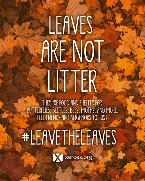 Leave the Leaves! | Xerces Society