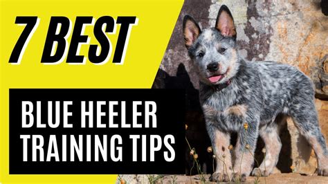 7 Blue Heeler Puppy Training Tips - Australian Cattle Dog Training - YouTube