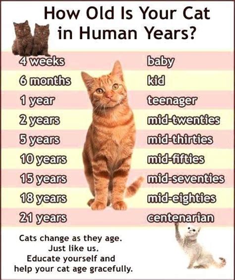 Top 1 Of: Cat Years Chart - The Truth About It!