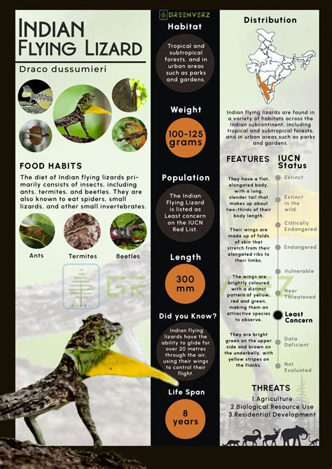 Infographics of Flying Lizard | Greenverz