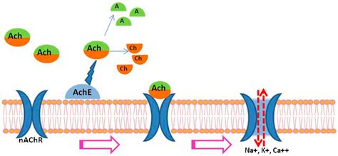 Acetylcholine Receptors Are Best Characterized As What Type Of Channel? - Quotes Trending