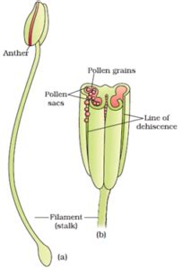 Abiotic agents of pollination Archives - The Fact Factor