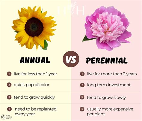 Annual vs perennial plants 🌼 🍂 What's the difference and why it matters