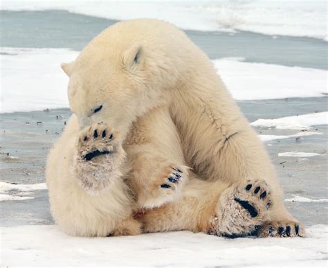 Polar Bear on the Tundra Photograph by Michelle Halsey