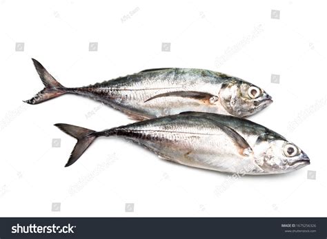 149 Finletted Mackerel Scad Images, Stock Photos & Vectors | Shutterstock