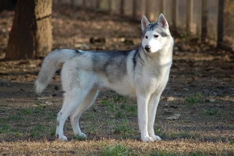 Dog Breeds Similar To Siberian Husky » SimilarBreeds.com