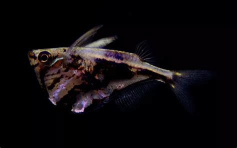 Marbled Hatchetfish Care: Complete Guide for Beginners - AquariumNexus