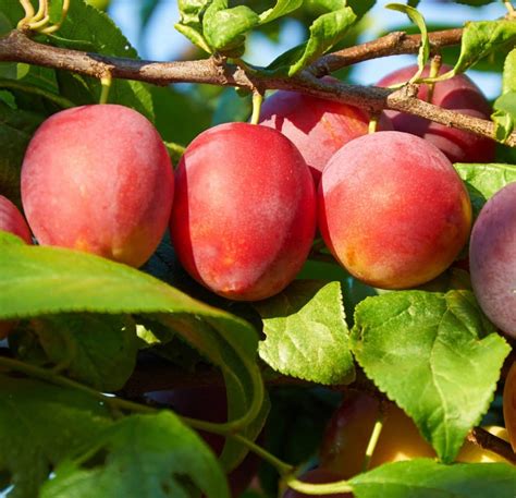 Victoria Plum Trees for sale - Hopes Grove Nurseries