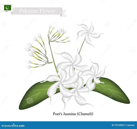 Poet S Jasmine, the National Flower of Pakistan Stock Vector ...