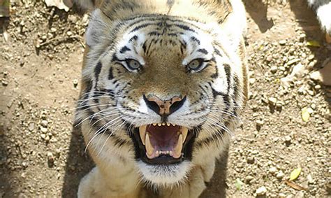 Woman Fatally Mauled by Tiger, Another Injured, at Badaling Wildlife Park | the Beijinger