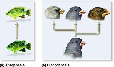 Anagenesis vs Cladogenesis | Estrategias de enseñanza aprendizaje ...