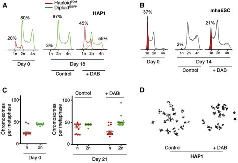 DAB Facilitates the Maintenance of Haploidy in HAP1 Cells and mhaESCs... | Download Scientific ...