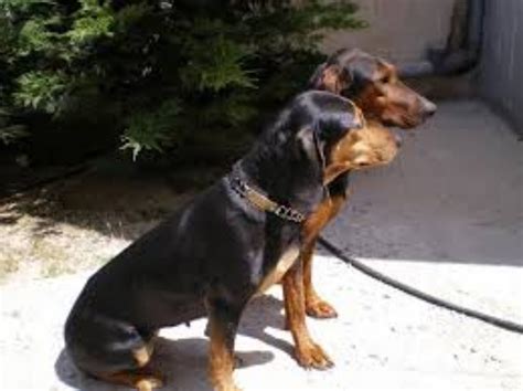 Greek Harehound Dog Breed Information, Images, Characteristics, Health