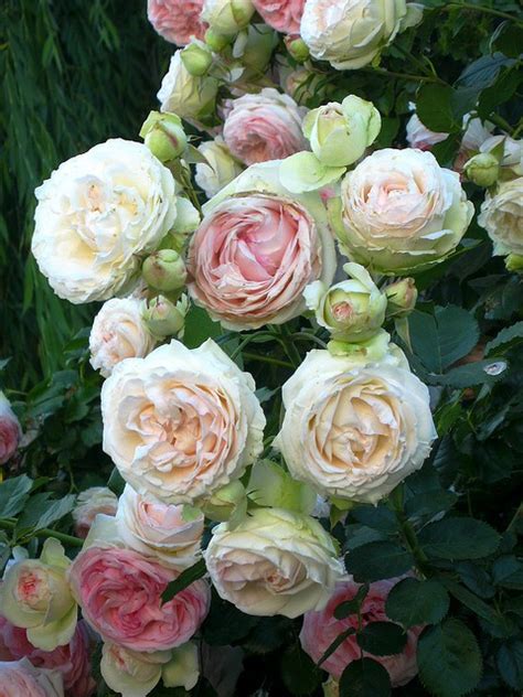 lucys garden: ANTIQUE ROSES & EDIBLE BLOOMS!