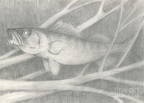 The Walleye Drawing by Larry Green - Fine Art America