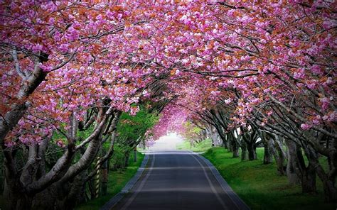 Pink Cherry Blossoms Tree Tunnel Wallpaper : Wallpapers13.com