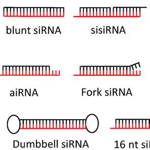 Suggested siRNA design scheme. Please see text for details. | Download ...